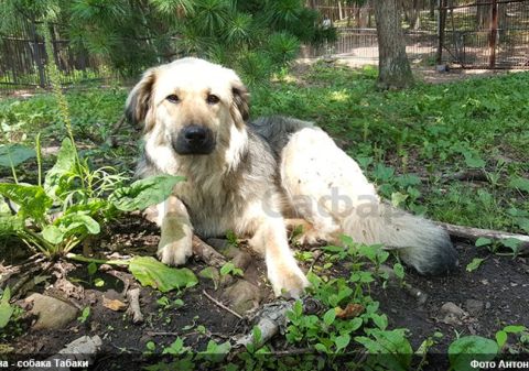 Потерявшихся питомцев россиян найдет робот