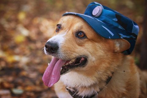 Полиция проверяет владивостокца, выбросившего собаку с четвёртого этажа