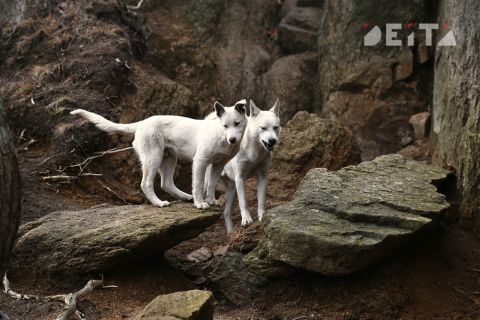 Пенсионерка госпитализирована в тяжёлом состоянии после нападения собаки в Приморье