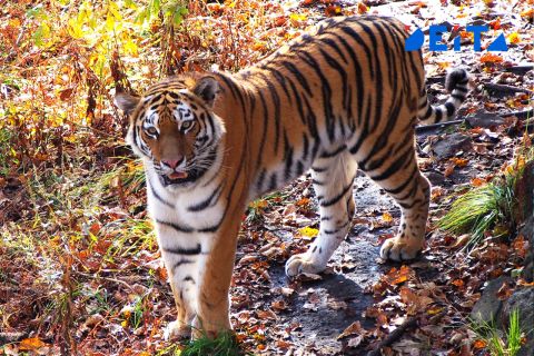 Браконьеры, добывшие тигра в Хасанском районе Приморья, пытались сбыть ещё и наркотики (ОБНОВЛЕНО В 12:38)