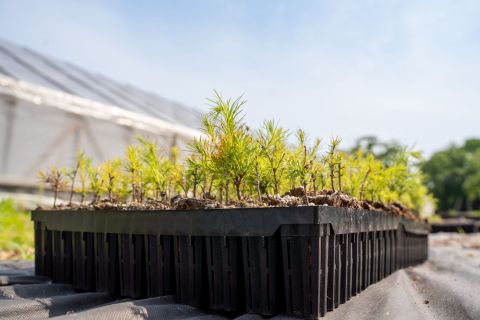 Лесопитомник НЗМУ пополнил лесной фонд Приморья почти на 500 тысяч деревьев