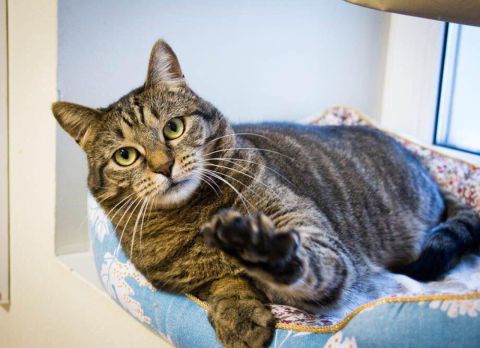 Московские коты жирнеют