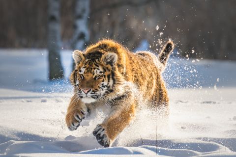 Один из конфликтных тигров, пойманных в Приморье с начала года, погиб
