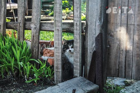 Проблему бесхозяйных объектов подняли в Новом Владивостоке после гибели кошки
