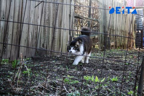 Когда и как в России лучше покупать дачу? Советы депутата