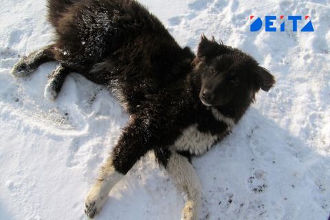 Бездомная собака напала на подростка возле школы в Приморье - прокуратура начала проверку