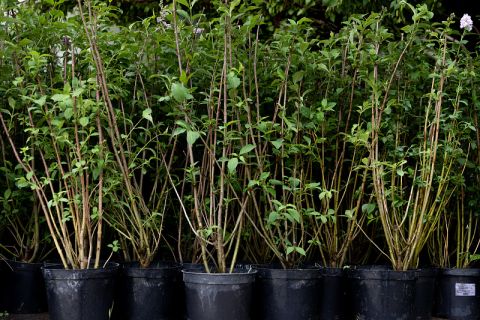 Во Владивостоке появится ещё больше деревьев и кустарников