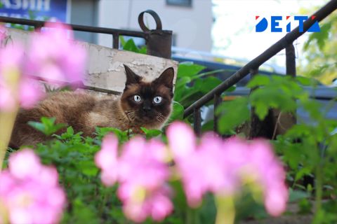 В Приморье выходные пройдут преимущественно без осадков