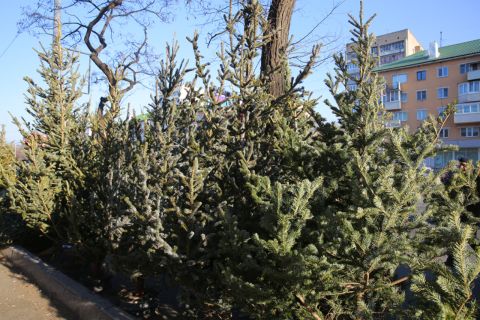 Места под елочные базары разыграют во Владивостоке 