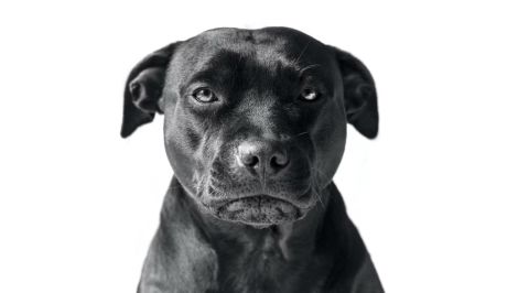 Детям и пьяным людям в России хотят запретить выгул опасных пород собак