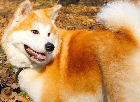 Приморец избил собаку и был сам избит за это очевидцем до смерти