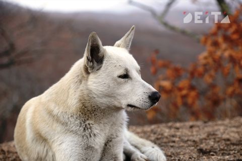 Человек - в приоритете: в Госдуме урезонят слишком ретивых зоозащитников