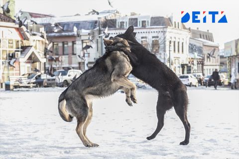 Детям хотят запретить выгуливать бойцовых собак