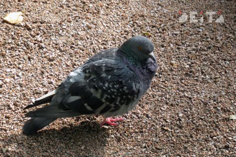 Голубиный помёт в подъезде и забитая вентиляция: управу на управляющую компанию ищут владивостокцы