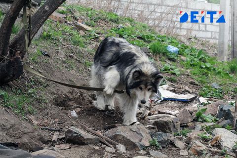 Владельцев собак хотят обложить новым налогом
