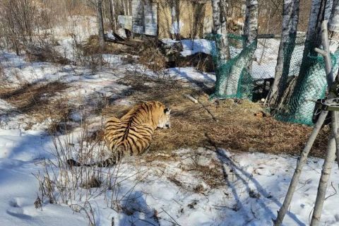 Тигра, убившего охотника в Приморье, удалось отловить