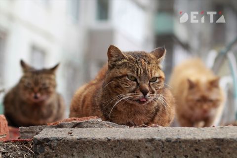 До 19 °С потеплеет в Приморье к концу рабочей недели