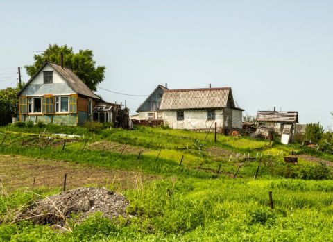 Дачникам грозят штрафы за борщевик