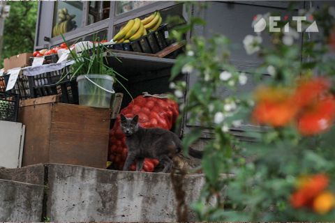 Очередного мигранта с нелегальной торговой точкой задержали во Владивостоке