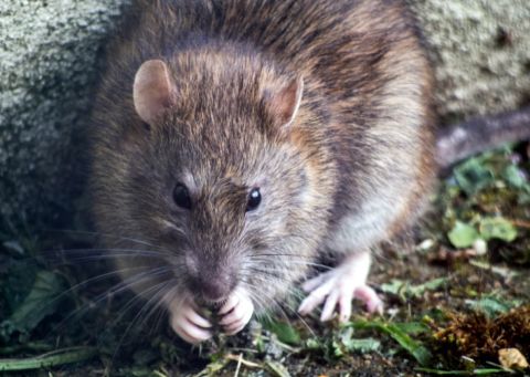 Крысиное нашествие продолжается во Владивостоке при бездействии ЖЭУ