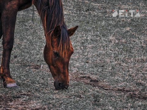 Полиция Находки проверит живодёрский прокат лошади на популярном пляже