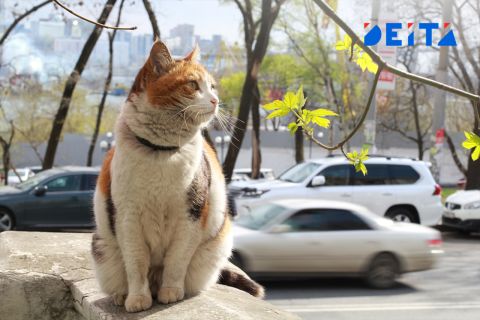 В Приморье установится сухая погода, усилится пожароопасность