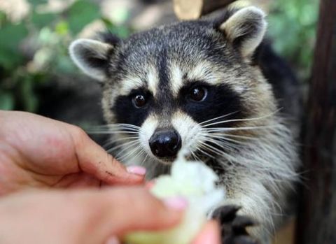 Животные исчезнут из цирков в России