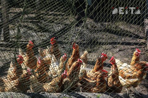 Фермеры начали массово уничтожать кур из-за падения цен на яйца