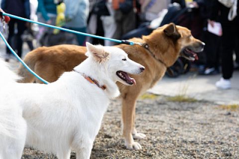 Завести друга предлагают владивостокцам в субботу