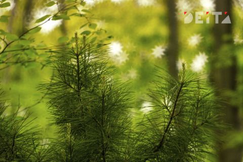 Приморье поделилось кедрами