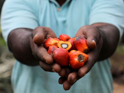 Депутаты хотят запретить пальмовое масло