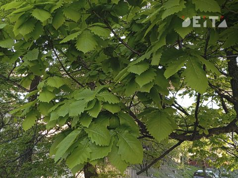 Вырубка "вековых" деревьев спустя год после санитарной обрезки озадачила владивостокцев