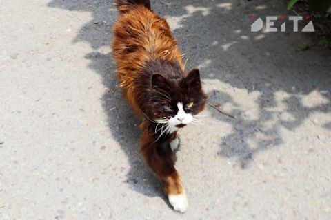 Подростки расстреляли кота из травматического оружия в Приморье (ОБНОВЛЕНО В 15:15)