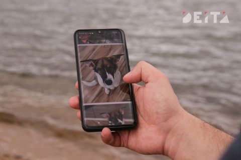 Регистрация домашних животных может стать обязательной в России