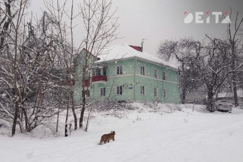 Очередного чиновника оштрафовали за неубранный снег в Приморье