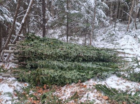 В Приморье пресекли незаконную вырубку елей: задержаны восемь человек