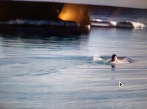 Женщины в бухте Стеклянная творят необычные вещи