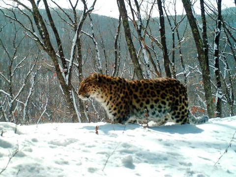 Почти в два раза больше людей хотят увидеть леопарда