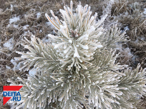 Вот почему не нужно долго держать в квартире новогоднюю елку