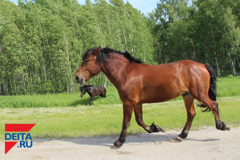 «Милое» прозвище лошади шокировало соцсети