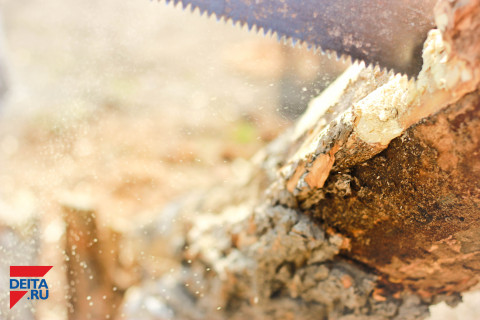 Приморский лес разворовывают китайцы