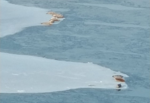 Ларги на льдине очаровали жителя Приморья