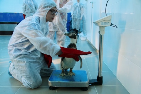 Новые пингвины заселились в Приморский океанариум