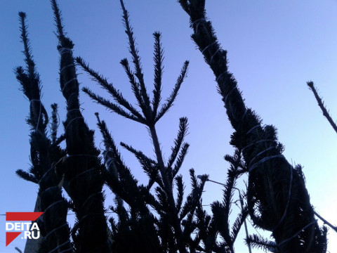 Вторую жизнь новогодней елке могут дать жители Владивостока