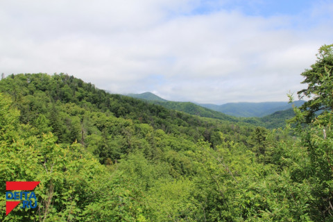 «Среда полнейшего беззакония» - как, кем и почём уничтожаются леса страны