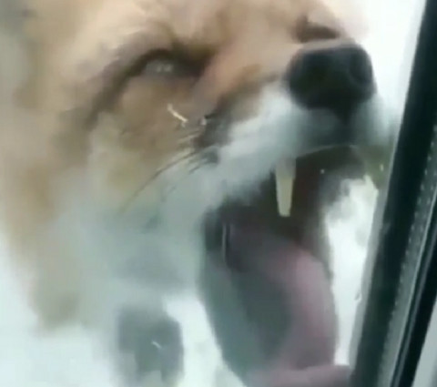 Как в фильмах ужасов: странное поведение лисы озадачило людей