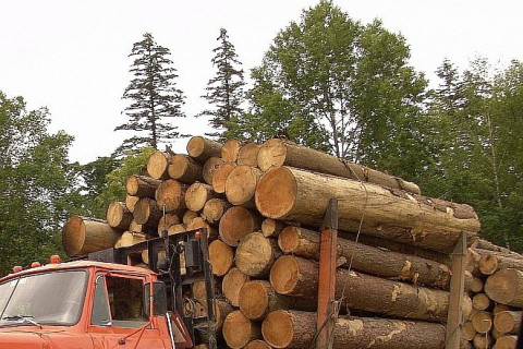 Китайцев хотят оставить без русского леса