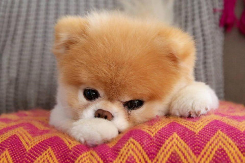 Скончалась "самая милая собака в мире"