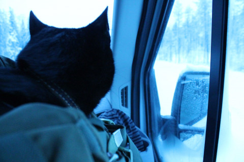 Одну из самых толстых кошек вернули в приют