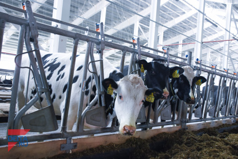 Ящур атаковал Приморье